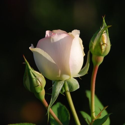 Virágágyi floribunda rózsa - Rózsa - Sans Souci® - Online rózsa vásárlás